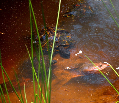 [This image has one large softshell turtle in the lower right of the image. Her head and back and one leg is visible. Her head is out of the water. There are two hardshell turtles trying to go over her back to get at the food particles floating on the water. The head and part of the neck of a second softshell turtle is swimming into the area. A third hardshell turtle comes into the image from the other side.]